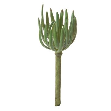 Sedum pachyphyllum decorativo KAIKALE, varilla, verde, 21cm, Ø7cm