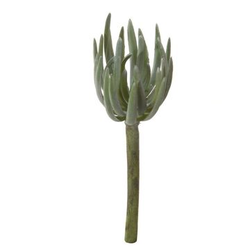 Sedum pachyphyllum decorativo KAIKALE, varilla, gris-verde, 21cm, Ø7cm
