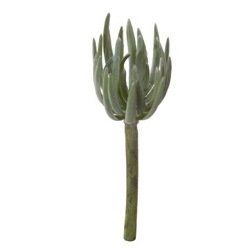 Sedum pachyphyllum decorativo KAIKALE, varilla, gris-verde, 21cm, Ø7cm Sedum pachyphyllum decorativo KAIKALE, varilla, gris-verde, 21cm, Ø7cm