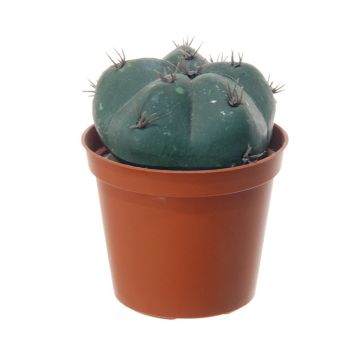 Cactus artificial Birrete de Obispo MUNAS, verde, 10cm, Ø8cm