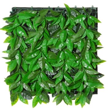 Seto decorativo / Estera de Photinia CHAVA, verde, 50x50cm