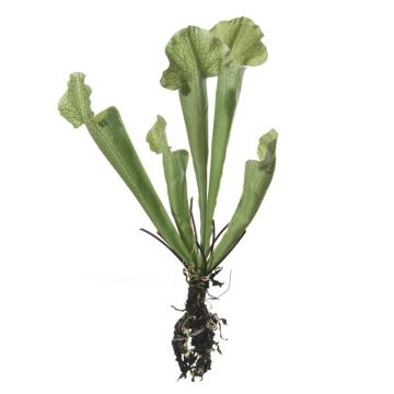 Sarracenia artificial HAMY, varilla, verde, 35cm