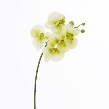 Orquídea Phalaenopsis artificial EMILIA, crema-verde, 60cm, Ø8cm