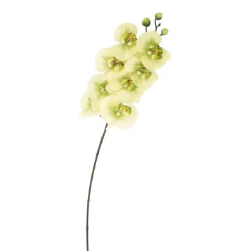 Rama de Phalaenopsis falsa AURELIA, crema-verde, 95cm, Ø10cm
