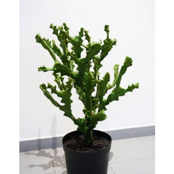 Euphorbia artificial TIKO, verde, 75cm