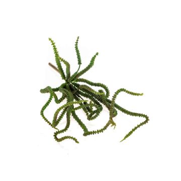 Suculenta artificial collar de jade ARMANDO en vara de fijación, verde, 30cm
