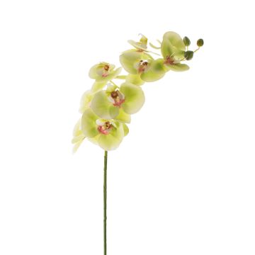 Rama de Phalaenopsis artificial OPHELIA, verde-fucsia, 100cm, Ø12cm