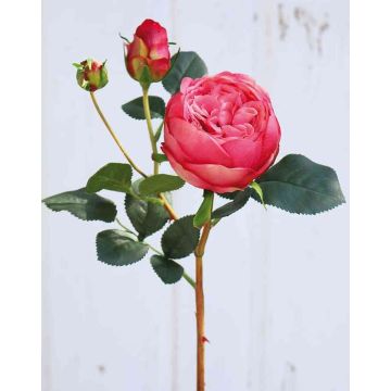 Rosa repollo falsa MIRETTA, rosa, 60cm, Ø3-9cm