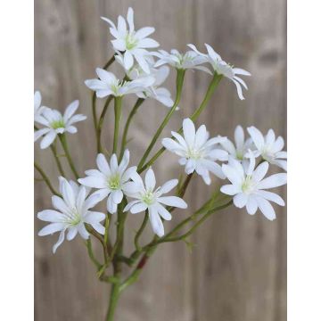 Flor sintética de estrella de los arroyos NAMINA, blanca, 45cm