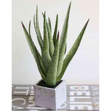 Aloe Vera artificial RUTH en maceta de hormigón, verde, 35cm