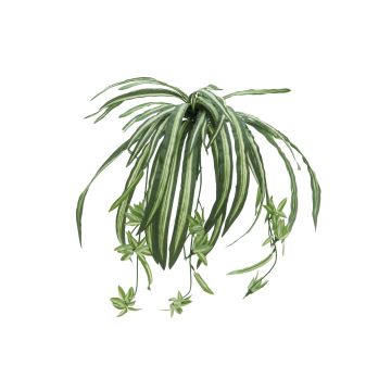 Cintas planta de plástico MALOU, vara de fijación, verde-blanco, 60cm