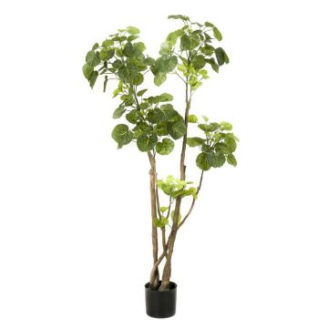Polyscias planta artificial FILARO, tronco artificial, verde, 135cm