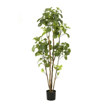 Polyscias planta artificial FILARO, tronco artificial, verde, 160cm
