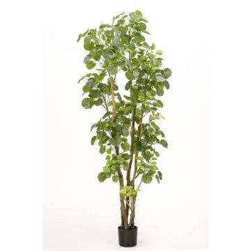 Polyscias planta artificial FILARO, tronco artificial, verde, 195cm