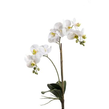 Orquídea Phalaenopsis sintética CANDIDA vara fijación, blanco, 65cm, Ø7-8cm