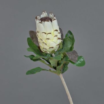 Protea artificial NELLI, blanco-amarillo, 75cm, Ø8cm Protea artificial NELLI, blanco-amarillo, 75cm, Ø8cm