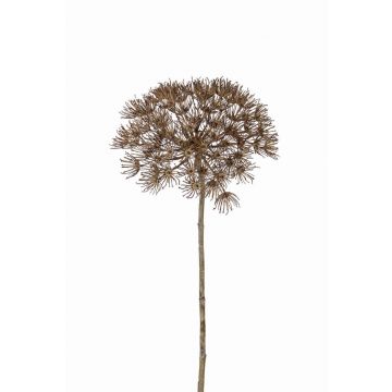 Flor Heracleum artificial ANSARI marrón, 80cm, Ø22cm