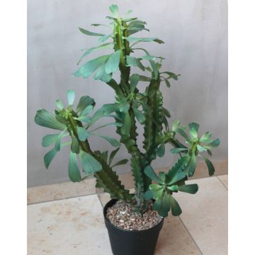 Cactus artificial Euphorbia trigona BAILEY, maceta decorativa, verde, 65cm