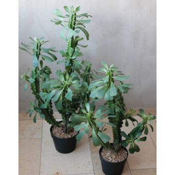 Cactus artificial Euphorbia trigona BAILEY, maceta decorativa, verde, 85cm