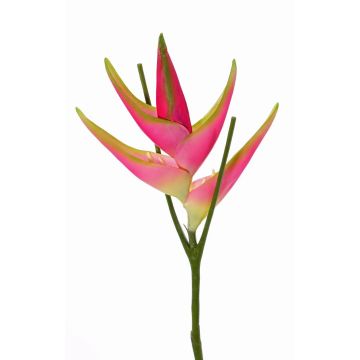 Flor heliconia artificial TOMKE, rosa-verde, 80cm, Ø30cm