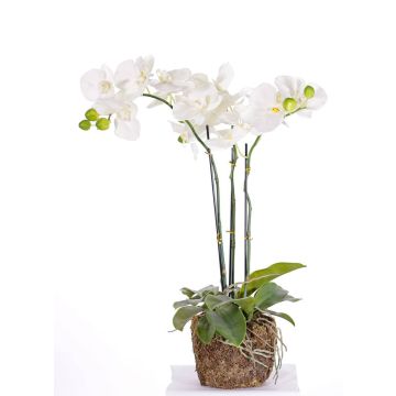 Orquídea Phalaenopsis sintética MARGIT en el mundo, blanco, 65cm