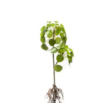 Planta china del dinero artificial KOONIG en vara de ajuste, con raíces, verde, 50cm
