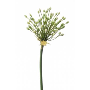Allium artificial KATYNA, crema, 70cm