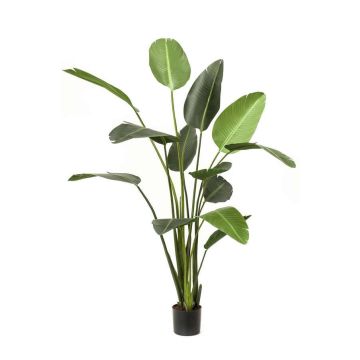 Planta artificial de strelitzia PAVLOVA, verde, 190cm