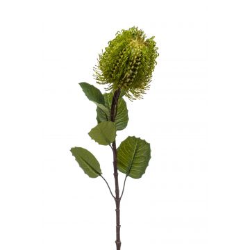 Banksia artificial CONAKIR, verde, 55cm