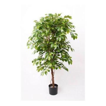 Ficus benjamina artificial BARTOLO, tronco real, verde, 140cm