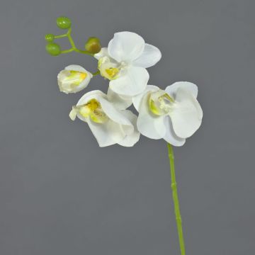 Rama de orquídeas phalaenopsis artificial MINA, blanco, 55cm