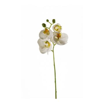 Rama de orquídeas phalaenopsis artificial MINA, blanco, 55cm