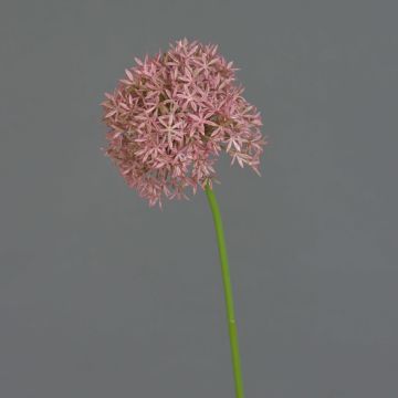 Allium artificial ARNAU, fucsia, 60cm
