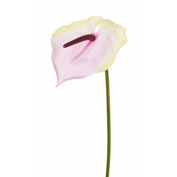 Anthurium artificial MOIRA, rosa crema, 75cm, 13x20cm