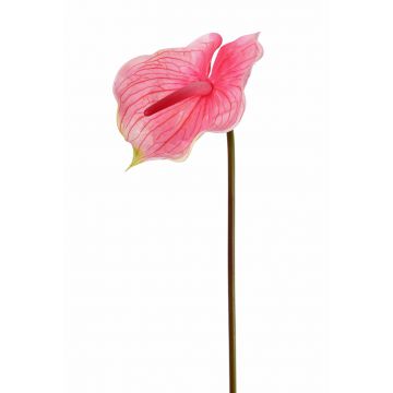 Anthurium artificial MOIRA, rosa-rosa, 75cm, 13x20cm