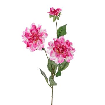 Dahlia decorativa ANJULIKA, rosa, 75cm, Ø6-12cm