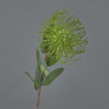 Protea artificial BAILY, verde, 50cm, Ø12cm