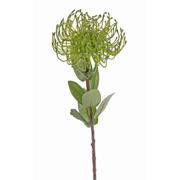 Protea artificial BAILY, verde, 50cm, Ø12cm