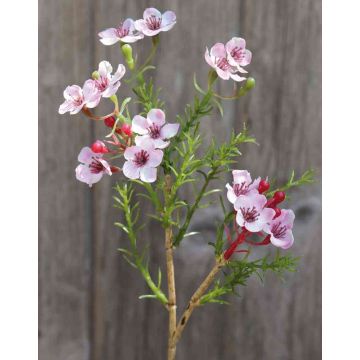 Flor de cera falsa AISHA, rosa, 25cm