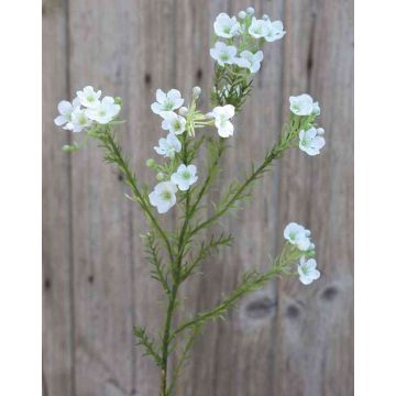 Flor de cera artificial AISHA, crema-blanco, 65cm