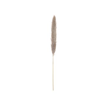 Panícula de hierba de la pampa seca ALBERICO, color natural, 135cm
