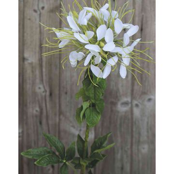 Flor araña artificial HILDEGARD, blanca, 85cm