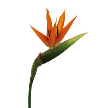 Flor decorativa Strelitzia BARABE, naranja-violeta, 100 cm