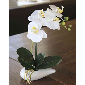Orquídea Phalaenopsis decorativa ZARMINAH, en maceta de cerámica, blanca, 30cm
