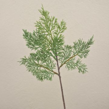 Rama decorativa de cedro BALTHILDE, verde, 40 cm