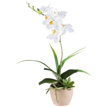 Arreglo floral artificial de orquídea y aeonium FININ, hierba, maceta de cemento, raíces, blanco, 45 cm