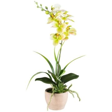 Arreglo floral artificial de orquídea y aeonium FININ, hierba, maceta de cemento, raíces, verde y blanco, 45 cm