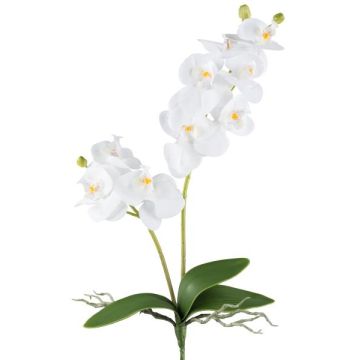 Flor decorativa Phalaenopsis KRUZBER, varilla, raíces, blanca, 55 cm