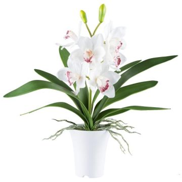Orquídea Cymbidium BLORKE de tela en maceta de melamina, raíces, blanco-rosa, 55 cm