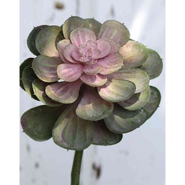 Echeveria gibbiflora artificial ERNESTO, varilla de ajuste, verde-rosa, 23cm, Ø13cm